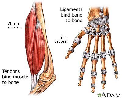 penice|Penis: MedlinePlus Medical Encyclopedia